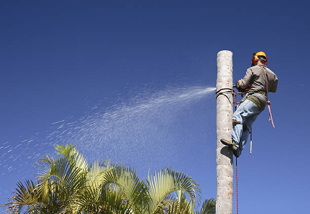 How Our Tree Care Process Works  in  Larksville, PA