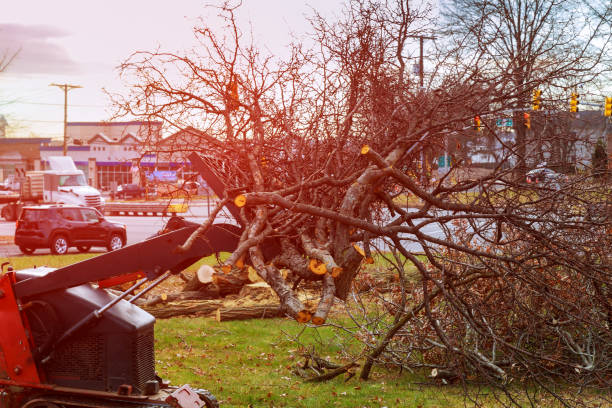Trusted Larksville, PA Tree Care Experts